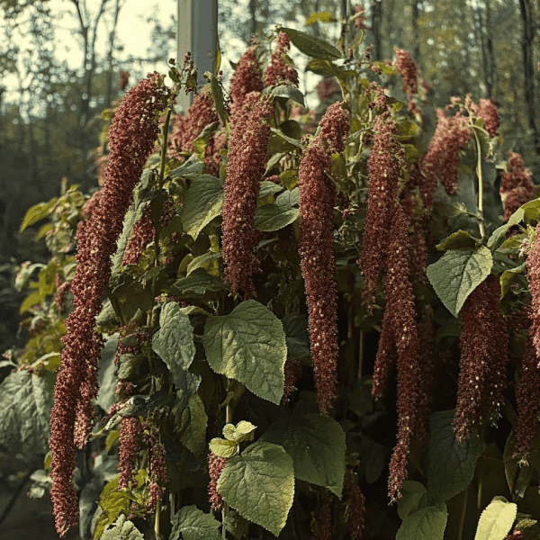 Foraging Secrets