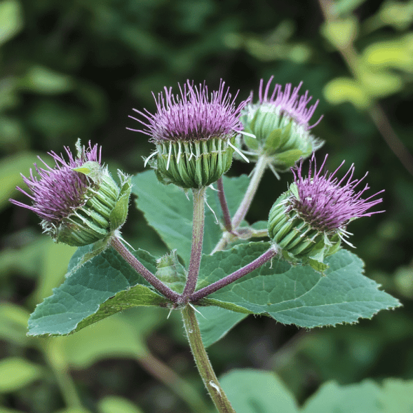 Foraging Secrets