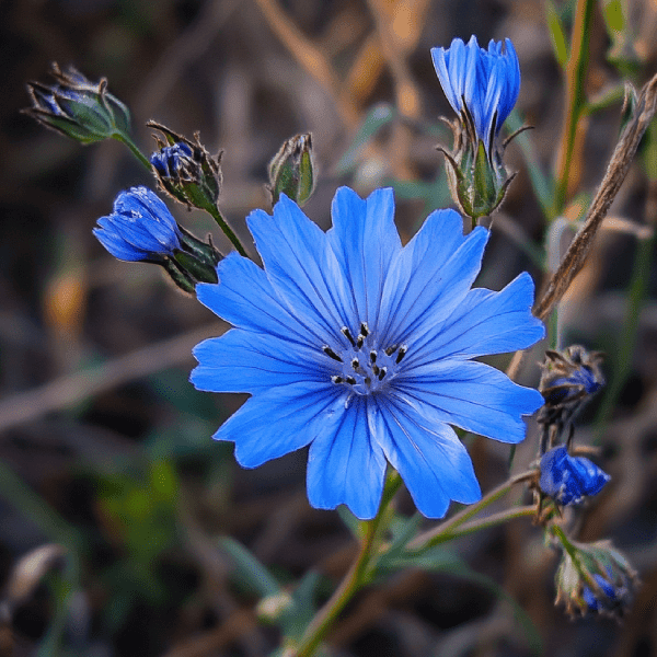Foraging Secrets