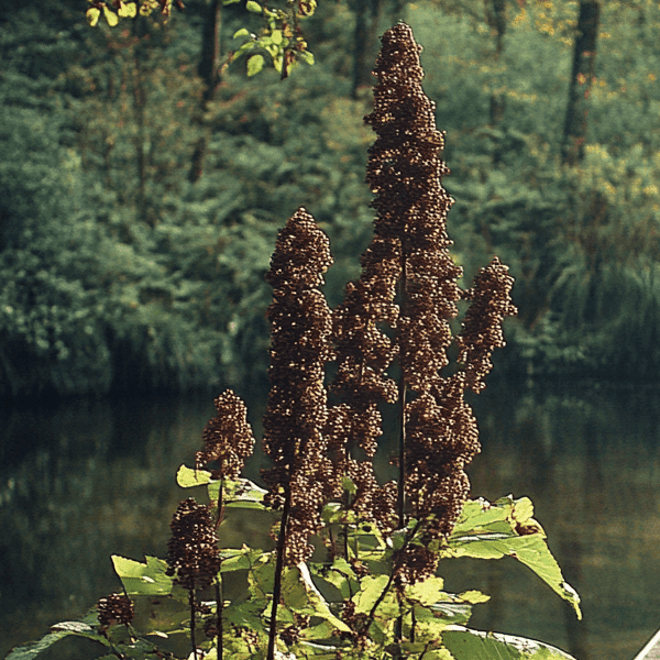 Foraging Secrets