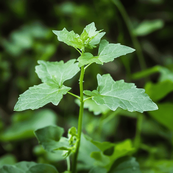 Foraging Secrets
