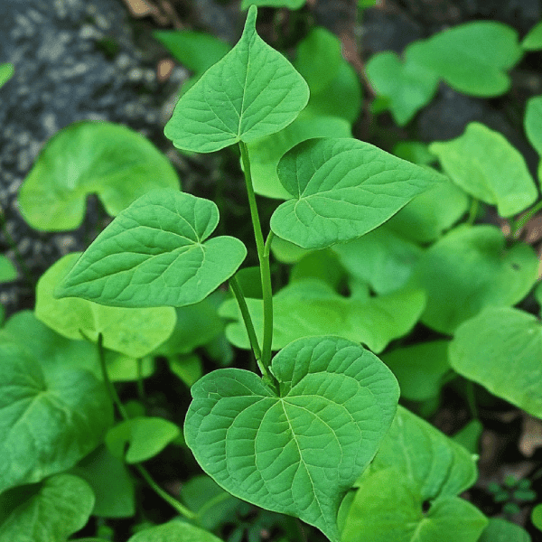 Foraging Secrets