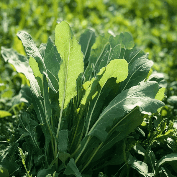 Foraging Secrets